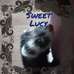 Sweet Lucy 