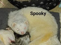 Mr Spooky 