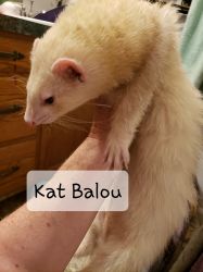 Kat Balou