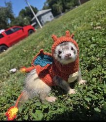 Basil